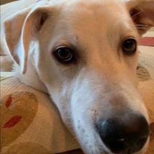 Meet your Posher, Jake